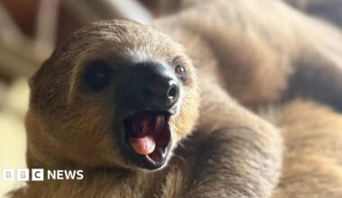 A close up photo of a sloth with it's mouth wide open.