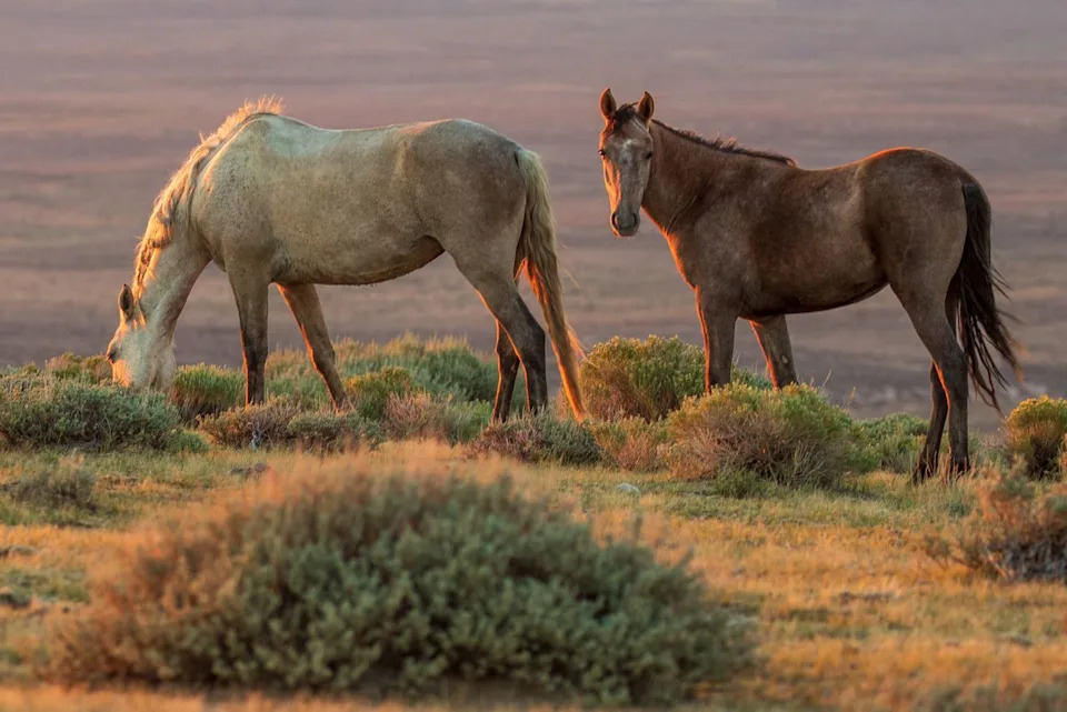 A stock photo of wild horses in ColoradoCredit: Getty