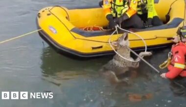 Rescuers save a wolf from a canal with a yellow boat