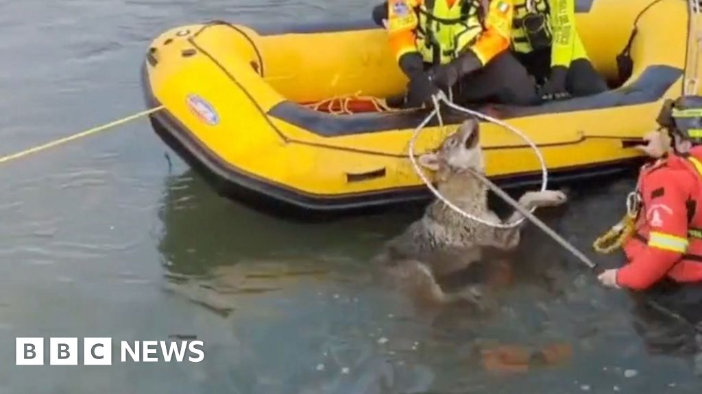 Rescuers save a wolf from a canal with a yellow boat