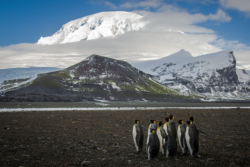 Penguins on grey sand in front of a large mountain with snow.