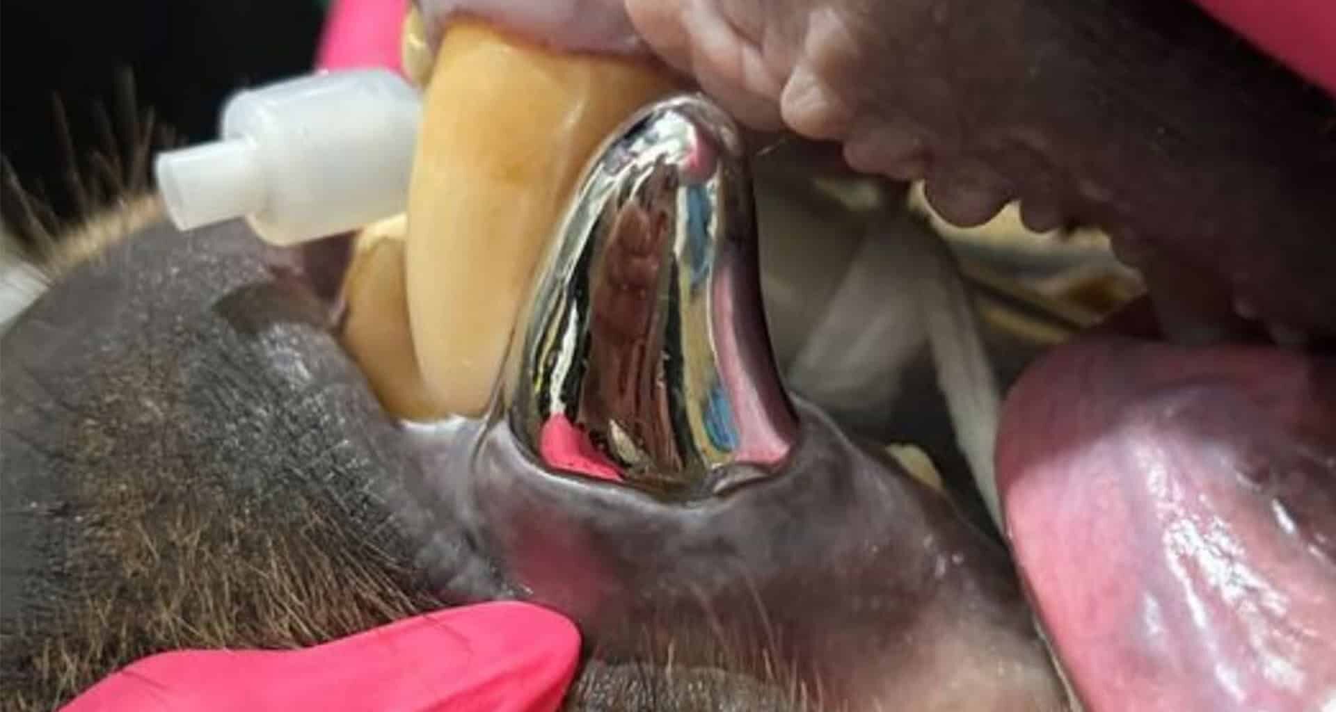 An Alaskan Brown Bear Receives the World’s Biggest Dental Crown
