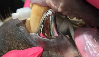 An Alaskan Brown Bear Receives the World’s Biggest Dental Crown