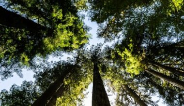 Black Death ‘rewilding’ did not boost biodiversity, study suggests