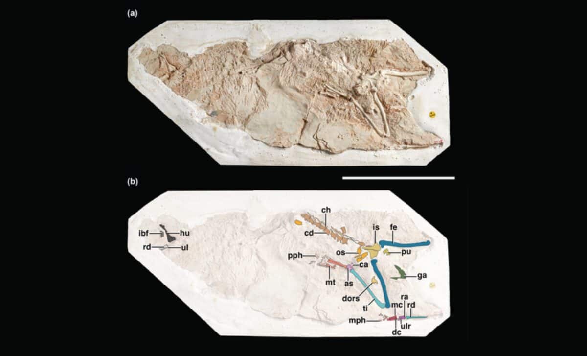 Block A Of Holotype Nhmuk Pv R 10002 (galahadosuchus Jonesi N. Gen. N. Sp.) Photograph And Annotated Line Drawing In Plan View©the Anatomical Record.