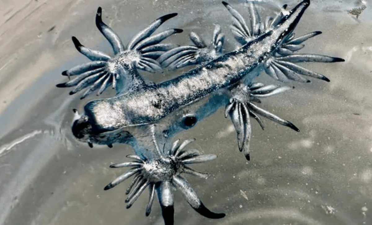 Blue Dragons Are Washing Up On Texas Shores, Experts Issue Urgent Warning