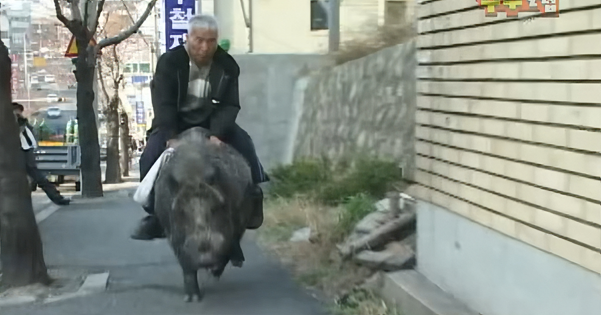 Senior Man From South Korea Adopts Wild Boar as Pet