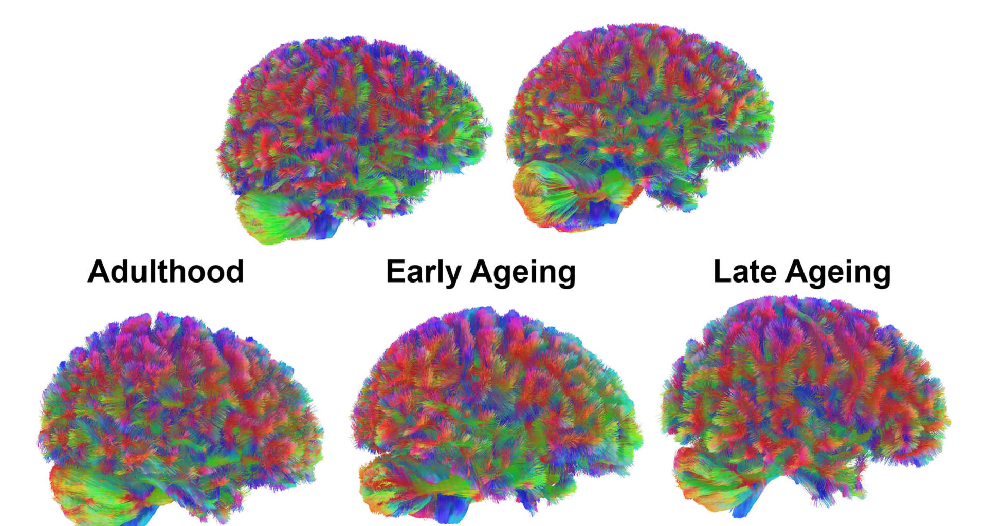 Four specific ages are the 'most crucial' for human development