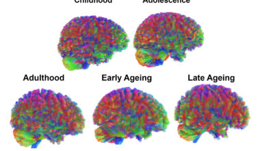 Four specific ages are the 'most crucial' for human development