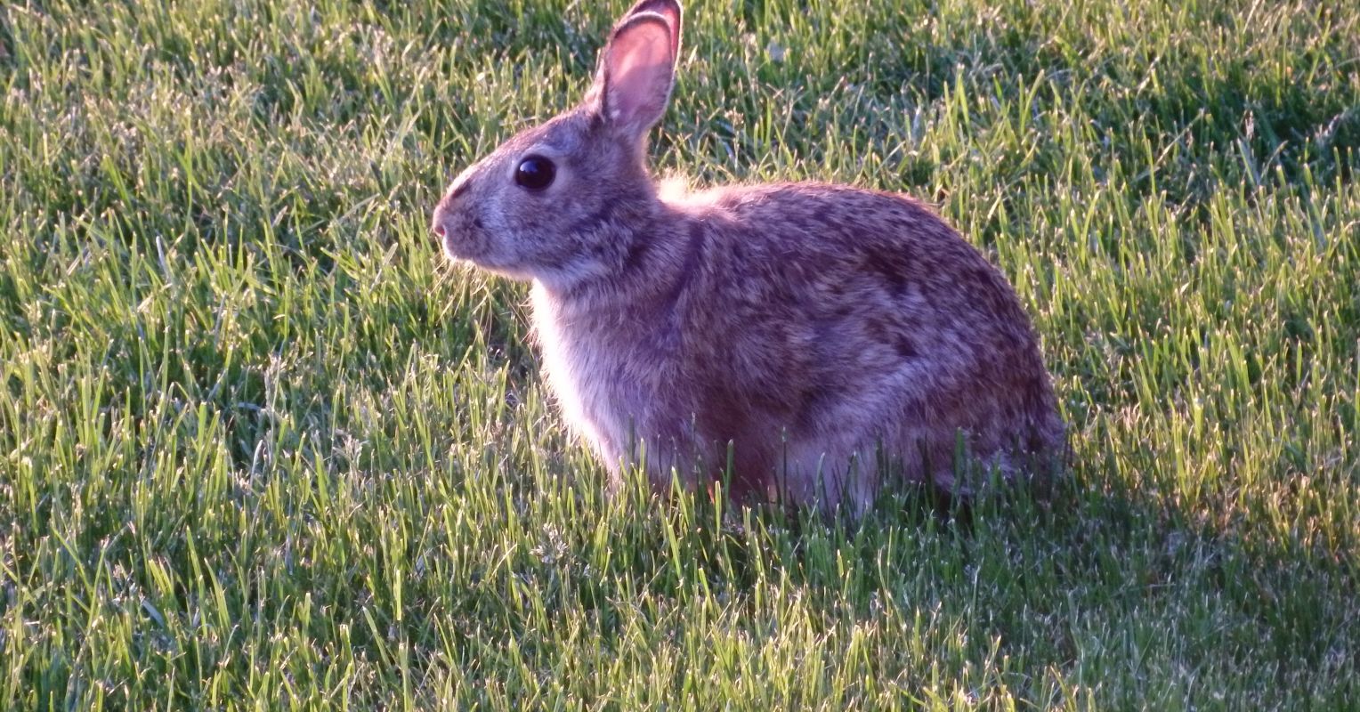 A Potential New Treatment for PTSD