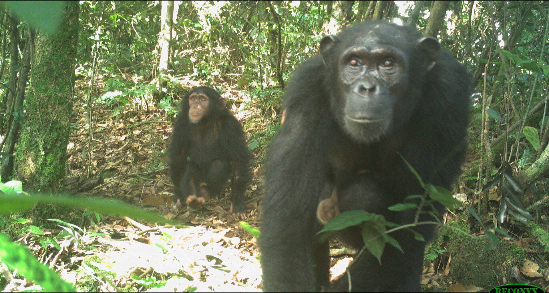 Cameroon’s decade of conflict leaves apes and conservationists in peril