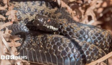 A black adder with red eyes sits curled up in some brown leaves.