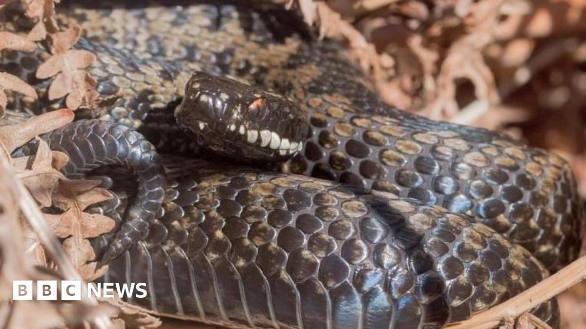 A black adder with red eyes sits curled up in some brown leaves.