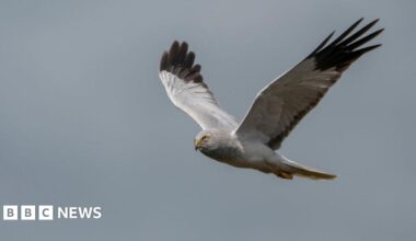 A hen harrier flies against a grey sky