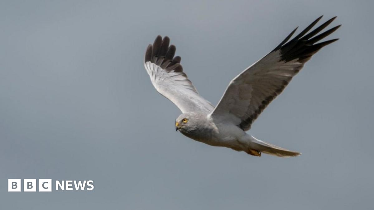 A hen harrier flies against a grey sky
