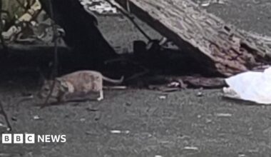 Big rat running around a street full of rubbish