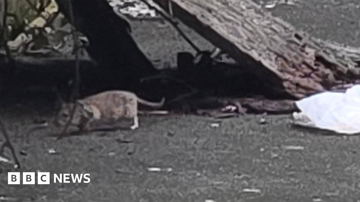 Big rat running around a street full of rubbish