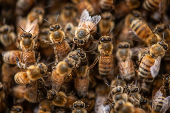 The finding that diverse flowers create better honey and healthier hives draws a direct link between bush biodiversity and the health of bees and humans.