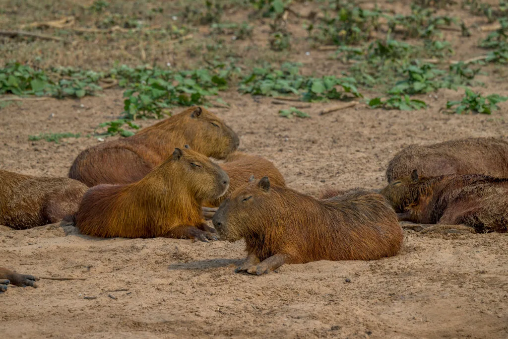 A group of capybaras sit together