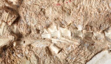 Caudal VertCaudal Vertebrae And Chevrons Of The Crocodile Relative Galahadosuchus Jonesi ebrae And Chevrons Of The Crocodile Relative Galahadosuchus Jonesi ©the Anatomical Record.