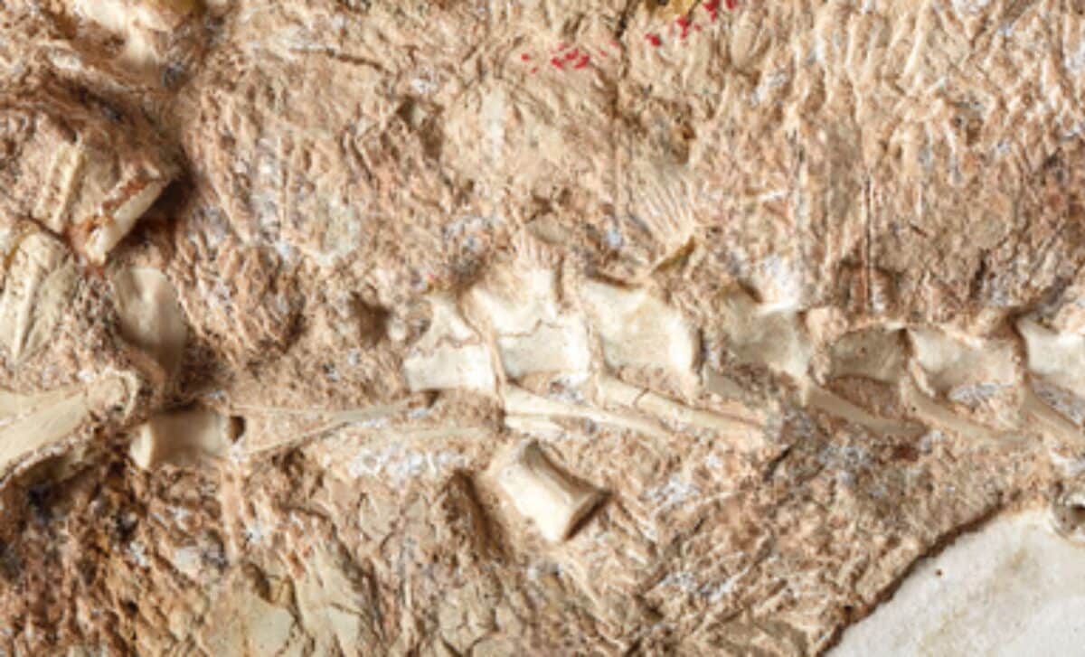 Caudal VertCaudal Vertebrae And Chevrons Of The Crocodile Relative Galahadosuchus Jonesi ebrae And Chevrons Of The Crocodile Relative Galahadosuchus Jonesi ©the Anatomical Record.