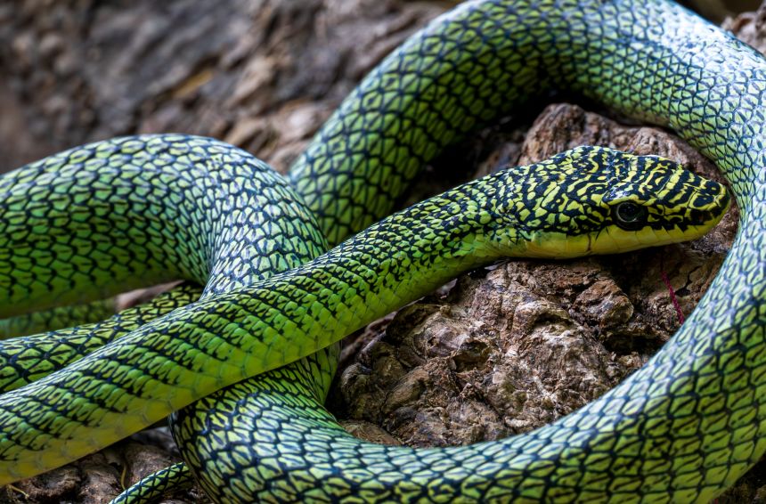 A flying snake, documented on the expedition.