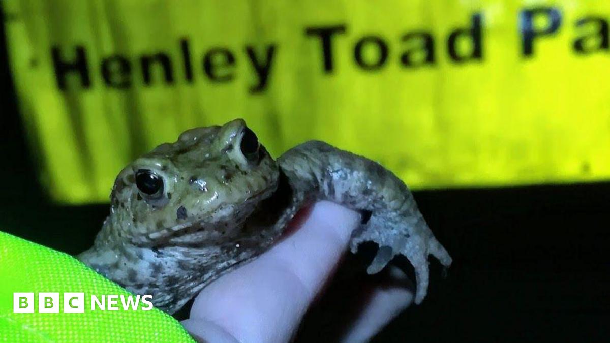 A volunteer holding a toad against a yellow neon sign reading "SLOW Henley Toad Patrol".