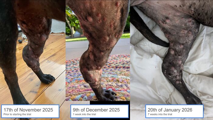 IT Guy Goes Down In History After Using ChatGPT And His Dog’s DNA To Create A Cancer Cure For Her IT Guy Goes Down In History After Using ChatGPT And His Dog’s DNA To Create A Cancer Cure For Her