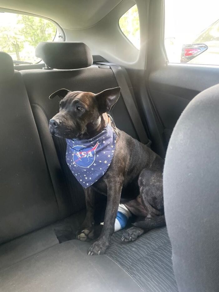 IT Guy Goes Down In History After Using ChatGPT And His Dog’s DNA To Create A Cancer Cure For Her IT Guy Goes Down In History After Using ChatGPT And His Dog’s DNA To Create A Cancer Cure For Her