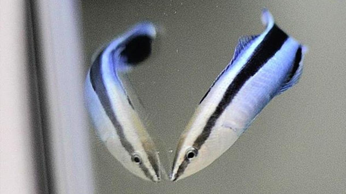 This Tiny Fish Passed an Intelligence Test That Once Distinguished Great Apes : ScienceAlert