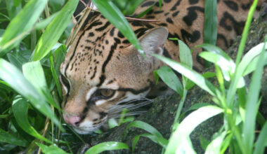 Rare ocelot spotted on Mexico’s Cozumel Island