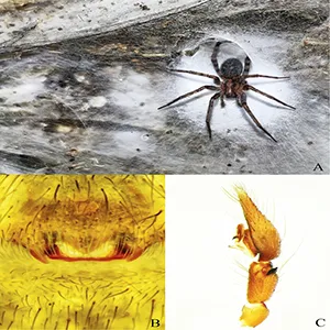 Tegenaria domestica in Sulfur Cave. A Female next to a funnel shaped hole in the colonial spider web. B Female epigyne. C Male pedipalp with retrolateral view. Credit: Subterranean Biology