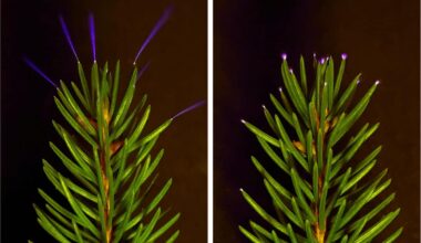 Coronae Glow On The Tips Of Spruce Needles, Induced By Charged Metal Plates In A Laboratory