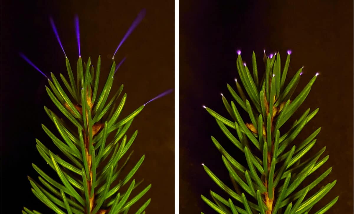 Coronae Glow On The Tips Of Spruce Needles, Induced By Charged Metal Plates In A Laboratory