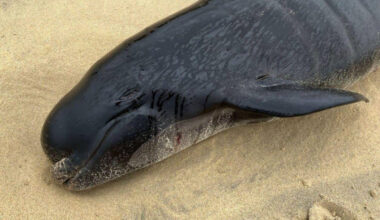 Difficult birth likely cause of mass whale stranding