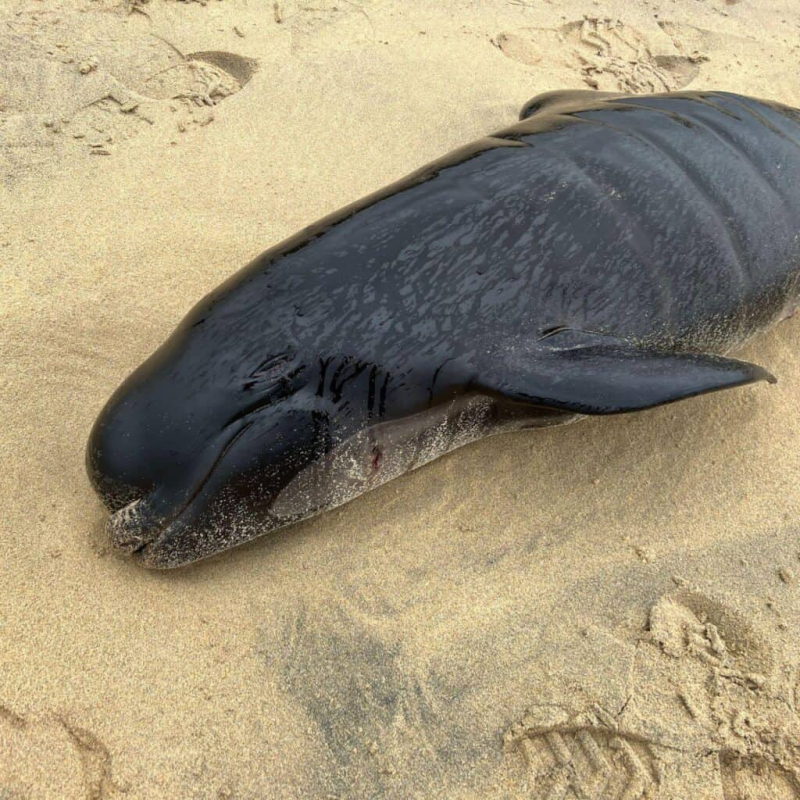 Difficult birth likely cause of mass whale stranding