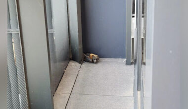 Neighbor Hears Banging On Balcony — And Finds Someone Who Shouldn’t Be There