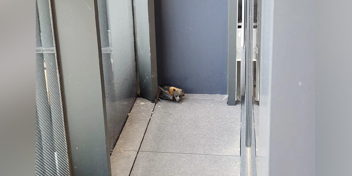 Neighbor Hears Banging On Balcony — And Finds Someone Who Shouldn’t Be There