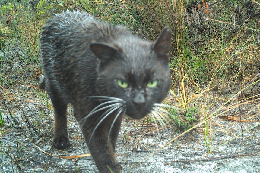 A feral cat captured on a trail camera.