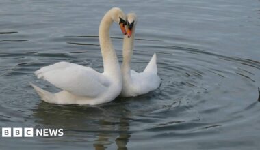 Swans Bonnie and Ash put their heads together forming a heart as they swim in a lake.