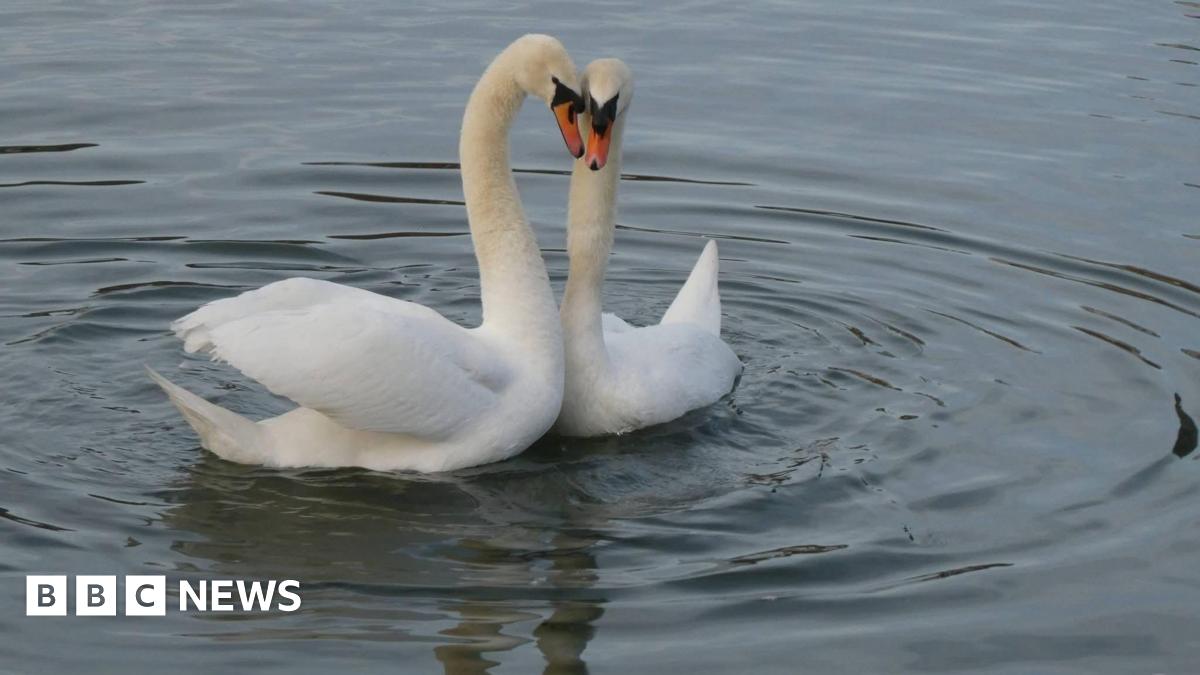Swans Bonnie and Ash put their heads together forming a heart as they swim in a lake.