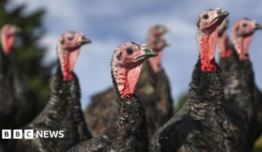 A group of black-feathered turkeys standing outside in a field. They are all craning their red necks. The sky is blue in the background of the picture.