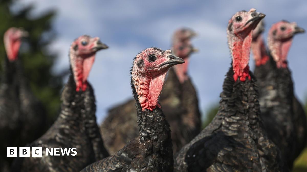 A group of black-feathered turkeys standing outside in a field. They are all craning their red necks. The sky is blue in the background of the picture.