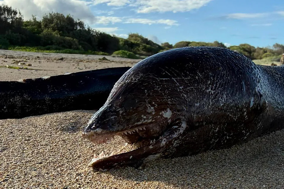 A moray eel that washed ashore at Wollongong.