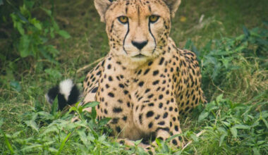 Cheetah and Yellow Labrador BFF Cuddling in New Jersey Zoo Prove Friendship Knows No Species