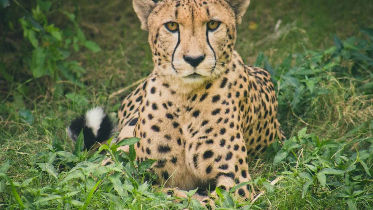Cheetah and Yellow Labrador BFF Cuddling in New Jersey Zoo Prove Friendship Knows No Species