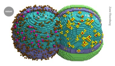 ‘Virtual cell’ captures most-basic process of life: bacterial division