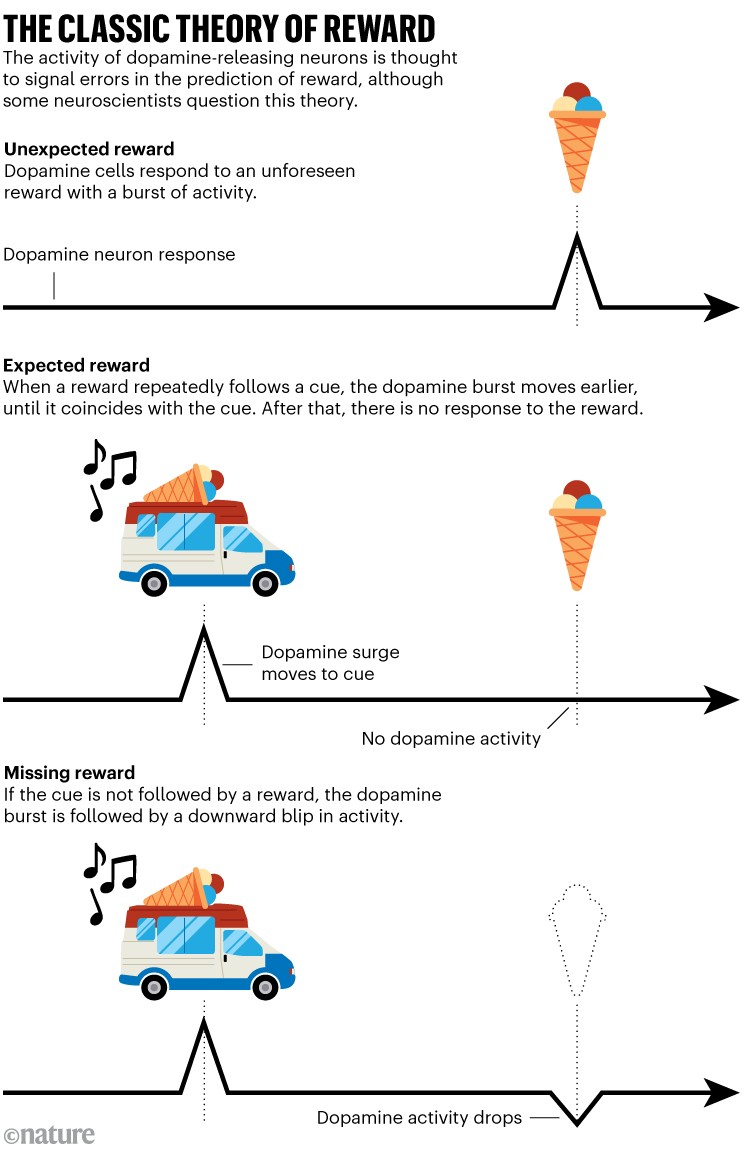 THE CLASSIC THEORY OF REWARD: Infographic showing dopamine activity: a spike for an unexpected reward, the spike shifting to a predictive cue when the reward is expected, and a dip in activity when the expected reward is omitted.