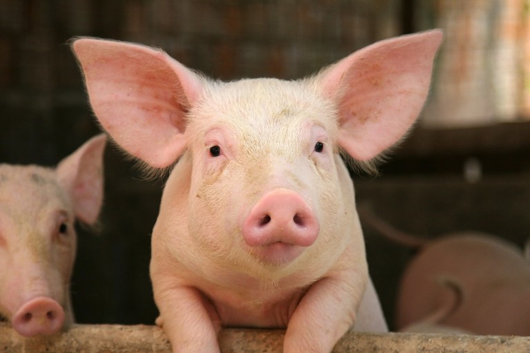 A pig with large ears that has pulled itself up to lean over the railing of its farm enclosure.