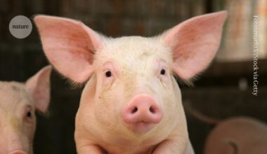 Lab-grown oesophagus restores pigs’ ability to swallow